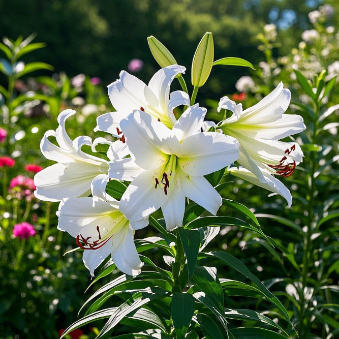 🌺Αρωματωμένοι βολβοί κρίνων - φρέσοι και γλόκί-GR