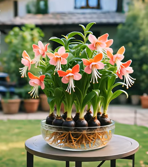 Βολβοί λουλουδιών Phalaenopsis lantern-LT