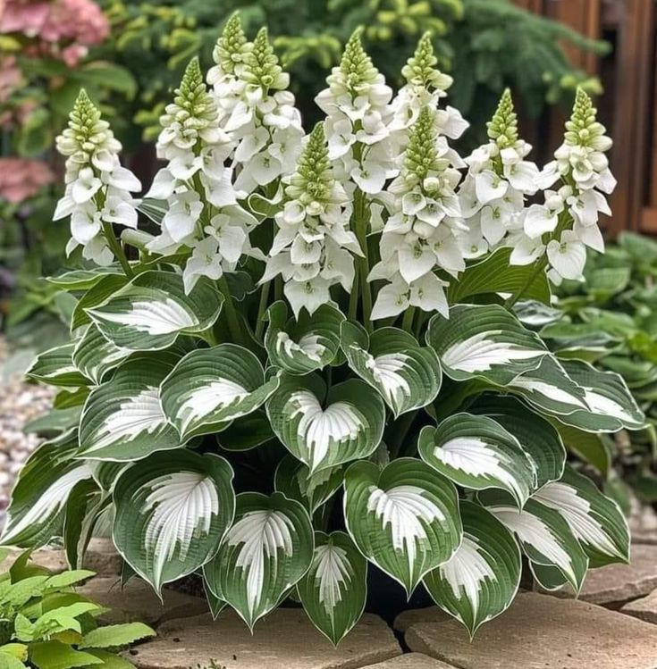 Hardy Beauty: Λουλούδια Hosta που αντέχουν στη σκιά και τον παγετό - LT