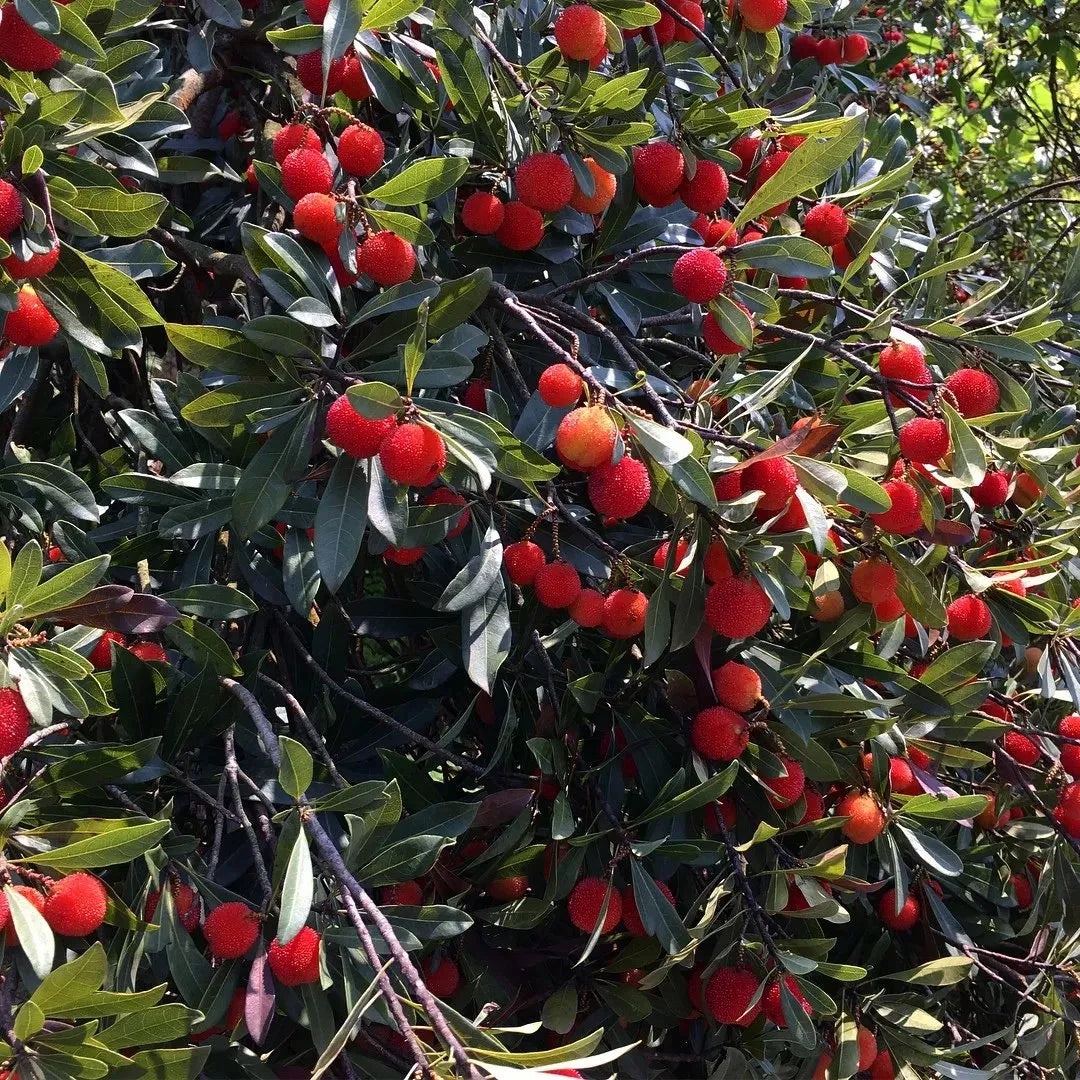 Γιγάντιο Bayberry: Στο μέγεθος μιας μπάλας πινγκ πονγκ, ⭐Μια γεύση από έναν συνδυασμό φραουλών και κερασιών-GR