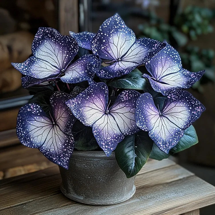 🌟Night Blue Hosta - μια υπέροχη προσθήκη στο σπίτι σας! 🌟-GR