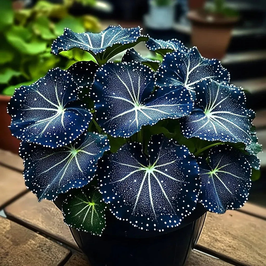 🌟Το Night Blue Hosta είναι μια υπέροχη προσθήκη στο σπίτι σας! 🌟-SI