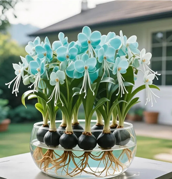 Βολβοί λουλουδιών Phalaenopsis lantern-LT