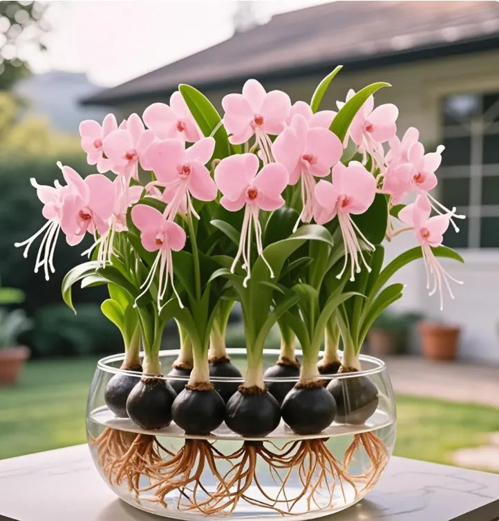 Βολβοί λουλουδιών Phalaenopsis lantern-LT