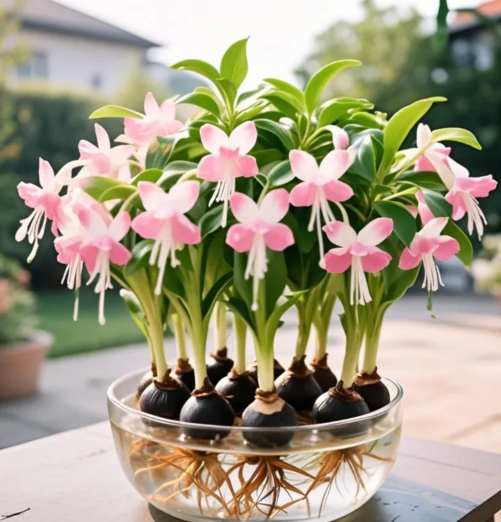Βολβοί λουλουδιών Phalaenopsis lantern-LT