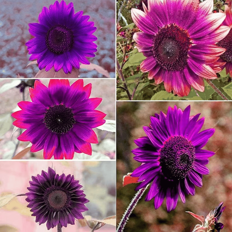 💜Σπάνιος Κήπος με Φυτά Ηλίανθου - Γιγάντιοι Μωβ Σπόροι Ηλίανθου-LT