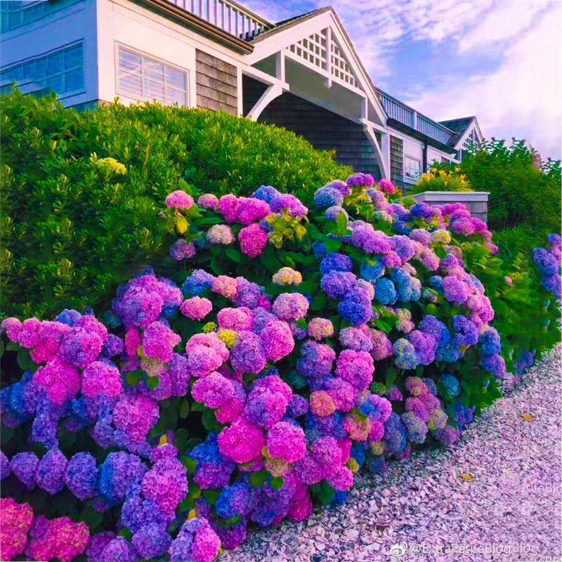 Σπόροι Ορτανσίας: Discover the beauty of nature-GR