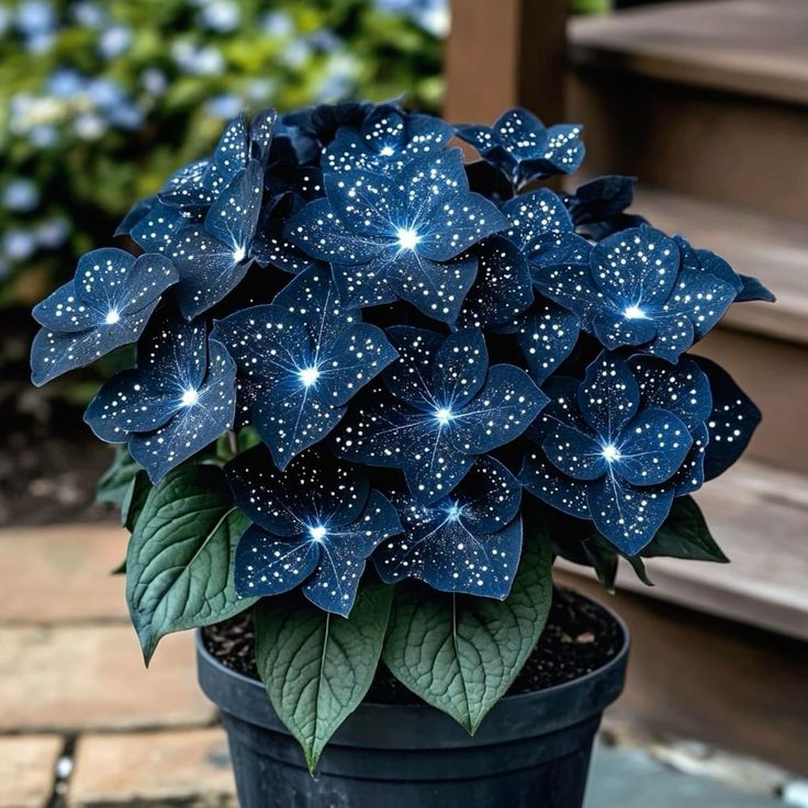 🌟Το Night Blue Hosta είναι μια υπέροχη προσθήκη στο σπίτι σας! 🌟-SI