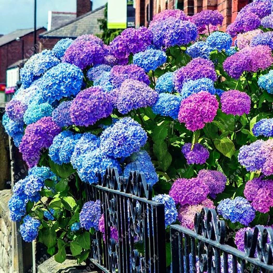 Σπόροι Ορτανσίας: Discover the beauty of nature-GR