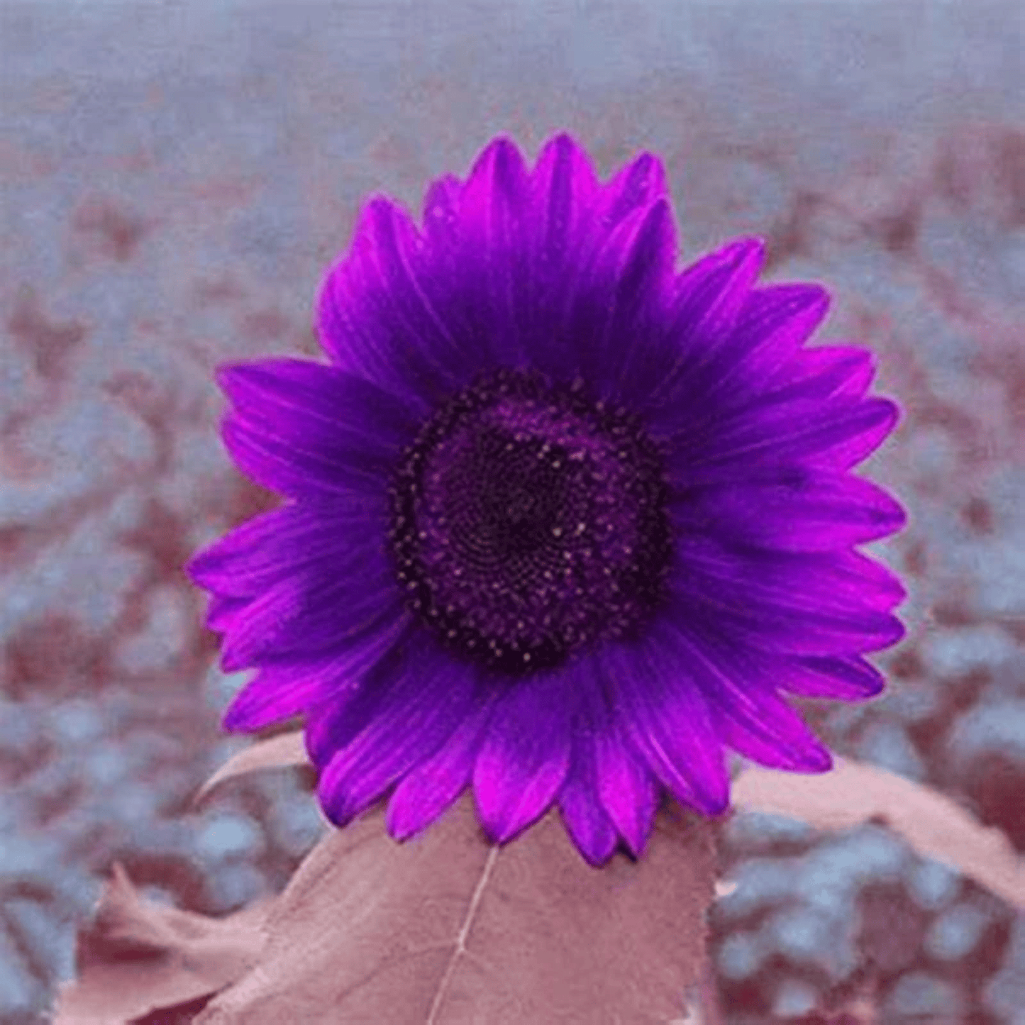 💜Σπάνιος Κήπος με Φυτά Ηλίανθου - Γιγάντιοι Μωβ Σπόροι Ηλίανθου-LT