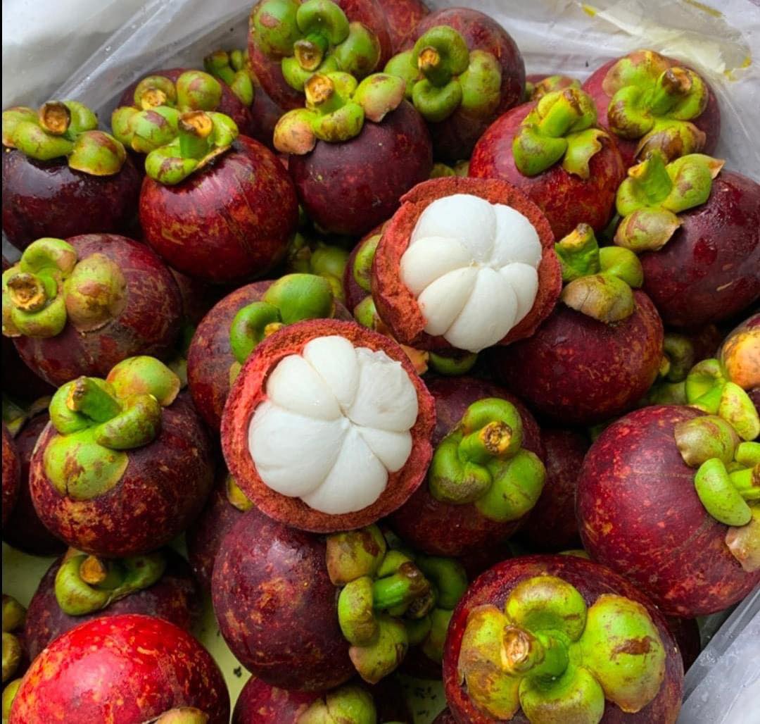 Mangosteen-GR