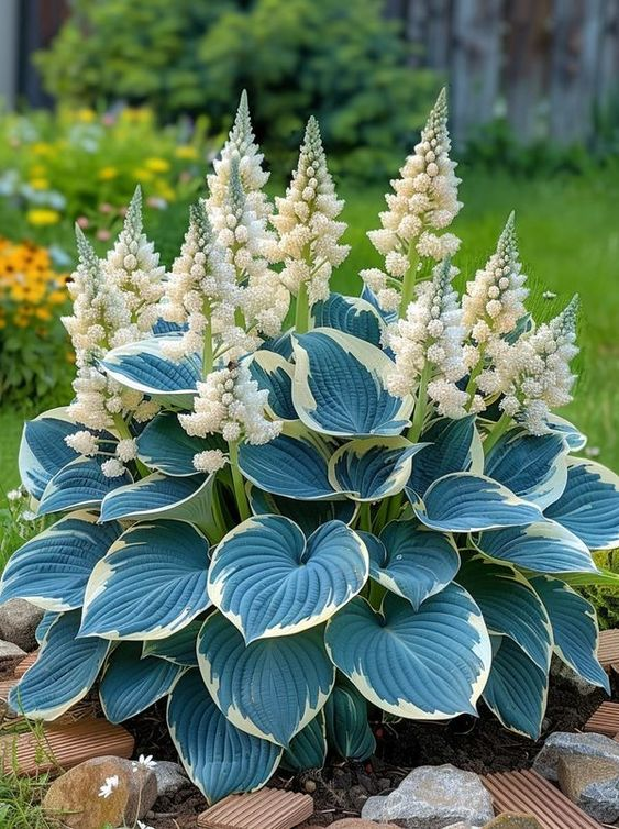 Hardy Beauty: Λουλούδια Hosta που αντέχουν στη σκιά και τον παγετό - LT