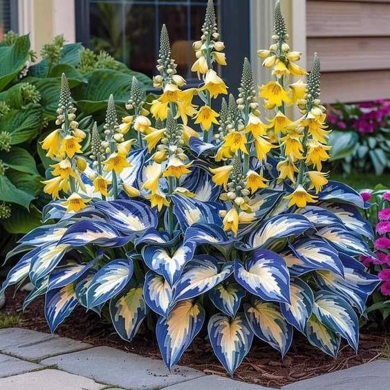 Hardy Beauty: Λουλούδια Hosta που αντέχουν στη σκιά και τον παγετό - LT