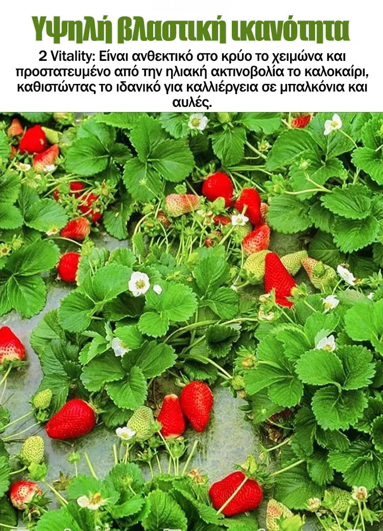 Κρεμοσπόροι φραουλάς τεσσάρων εποχών-GR