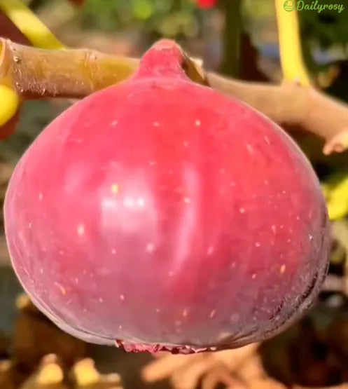 🍑Σπόροι Σύκου Super Giant – Γλυκύτητα Ροδάκινου σε Κατέ Μπουκιά! 🌟-ΓΡ