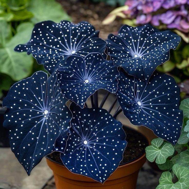 🌟Το Night Blue Hosta είναι μια υπέροχη προσθήκη στο σπίτι σας! 🌟-SI