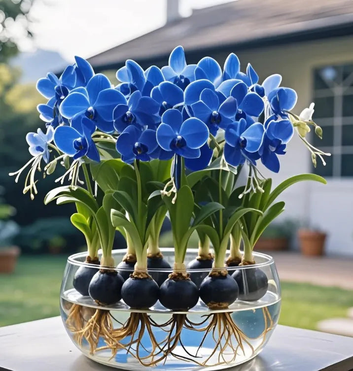 Βολβοί λουλουδιών Phalaenopsis lantern-LT