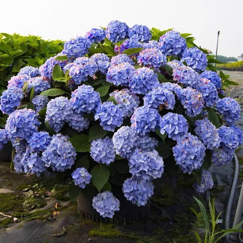Σπόροι Ορτανσίας: Discover the beauty of nature-GR