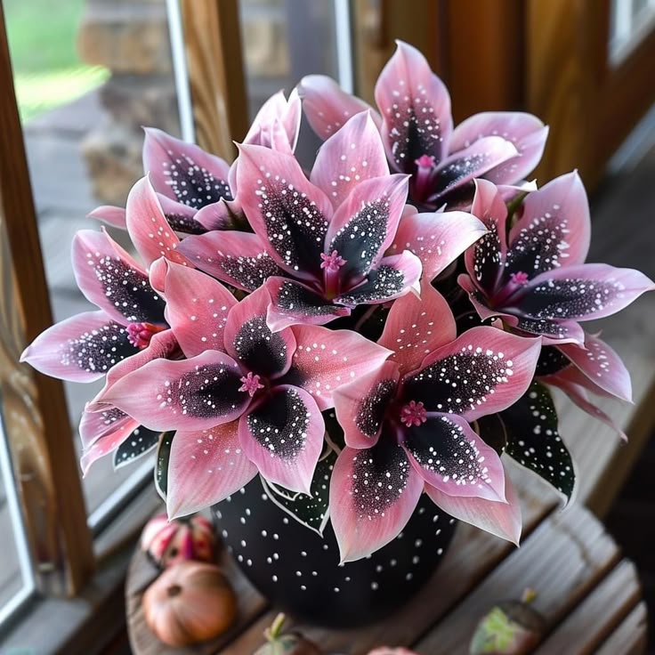 🌟Night Blue Hosta - μια υπέροχη προσθήκη στο σπίτι σας! 🌟-GR
