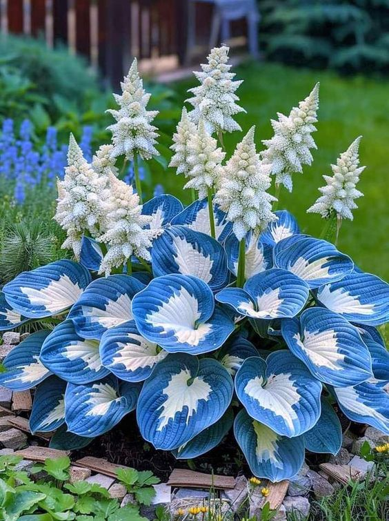 Hardy Beauty: Λουλούδια Hosta που αντέχουν στη σκιά και τον παγετό - LT