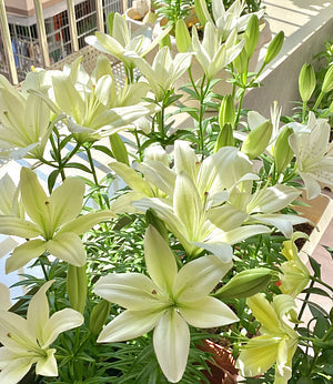🌺Αρωματωμένοι βολβοί κρίνων - φρέσοι και γλόκί-GR