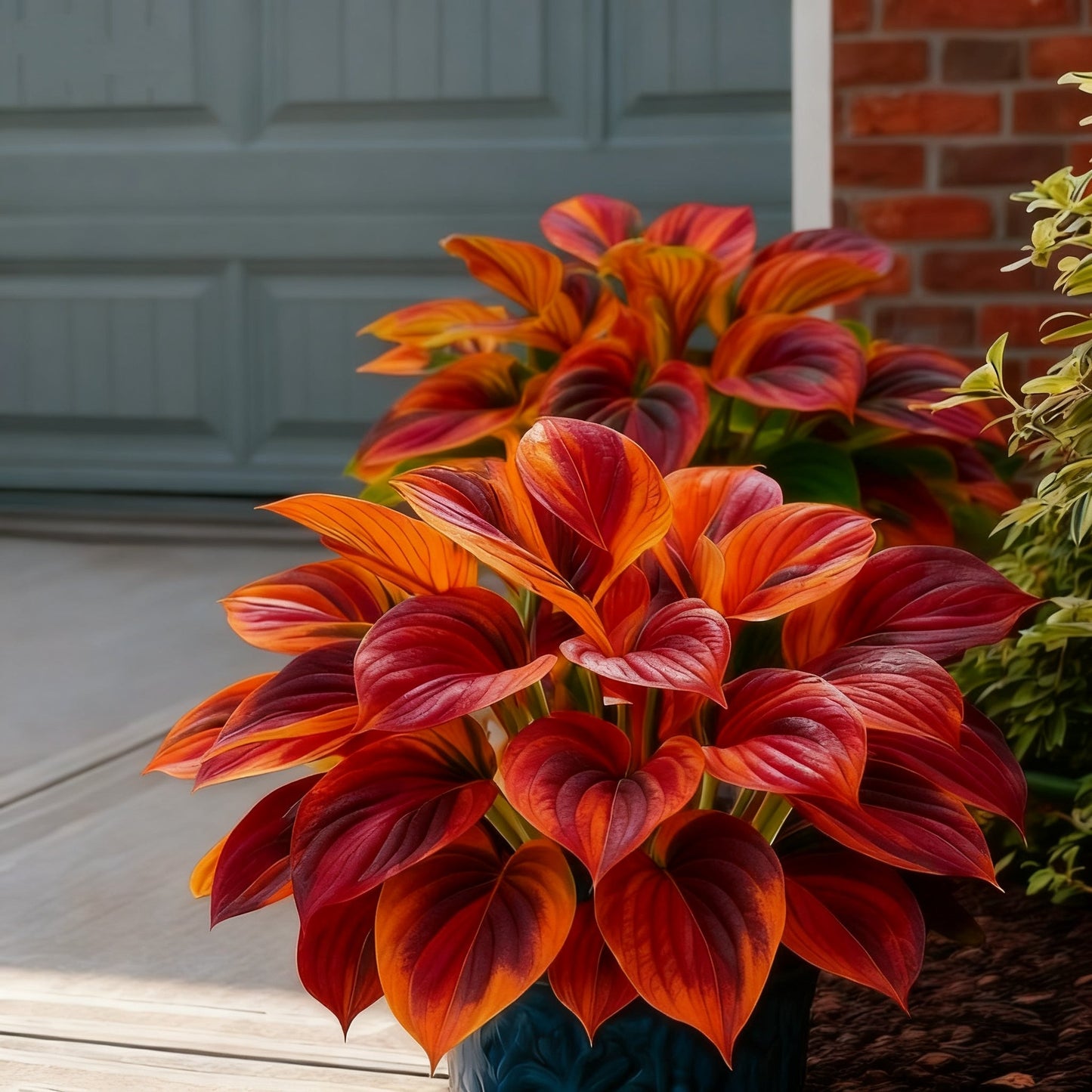 🌈🔥 Χόστα με Φλόγες Ουράνιου Τόξου Περιορισμένης Έκδοσης - Σπάνιο Πολύχρωμο Φύλλωμα, Αποκλειστικά στο Κατάστημά μας 🌸-GR