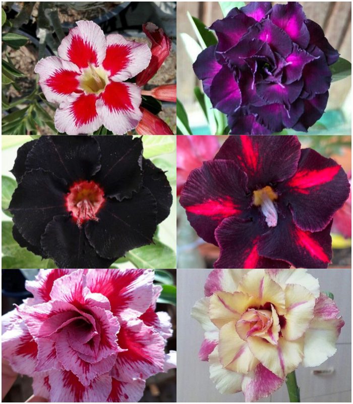 🔥Užauginkite „Desert Queen“ – dabar su nuolaida!🎁 😍Mėgsta žydėti, ilgai žydi 🌵 Dykumos rožė-LT