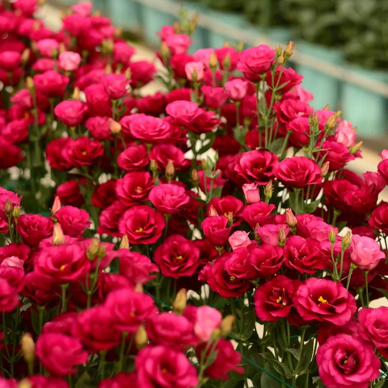 🔥Posledný deň predaja💝Eustoma beztŕňová τριαντάφυλλο💐Semená Lisianthus-SK 