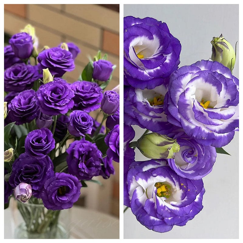 🔥Posledný deň predaja💝Eustoma beztŕňová τριαντάφυλλο💐Semená Lisianthus-SK 