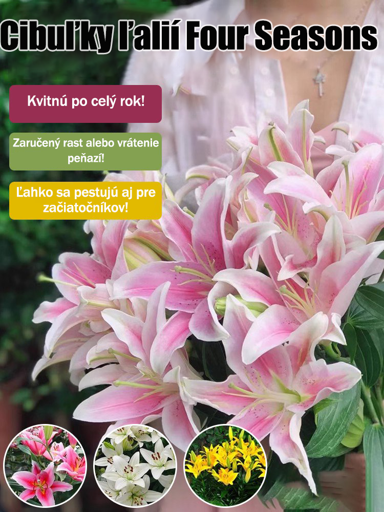 [Voňavejše ako parfum]Cibuľky ľalií Four Seasons voňajú tícice kilometros táro, kvitnú kádje rok-SK 