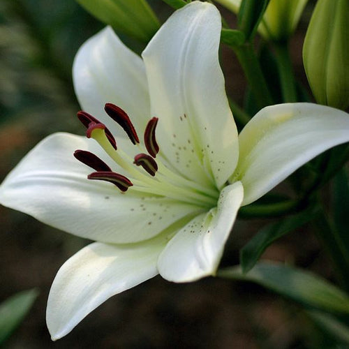 [Voňavejše ako parfum]Cibuľky ľalií Four Seasons voňajú tícice kilometros táro, kvitnú kádje rok-SK 