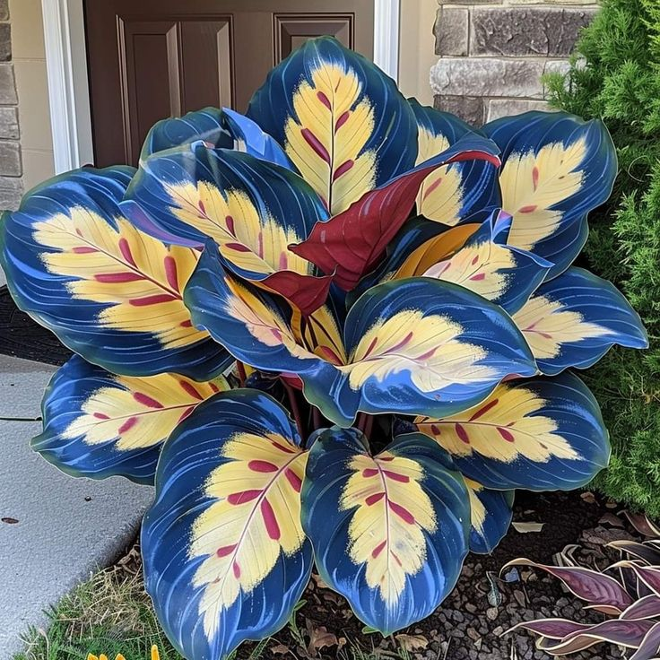 🌿 Spalvingos hostų sėklos – pavėsio karalius sode! 🌿-LT