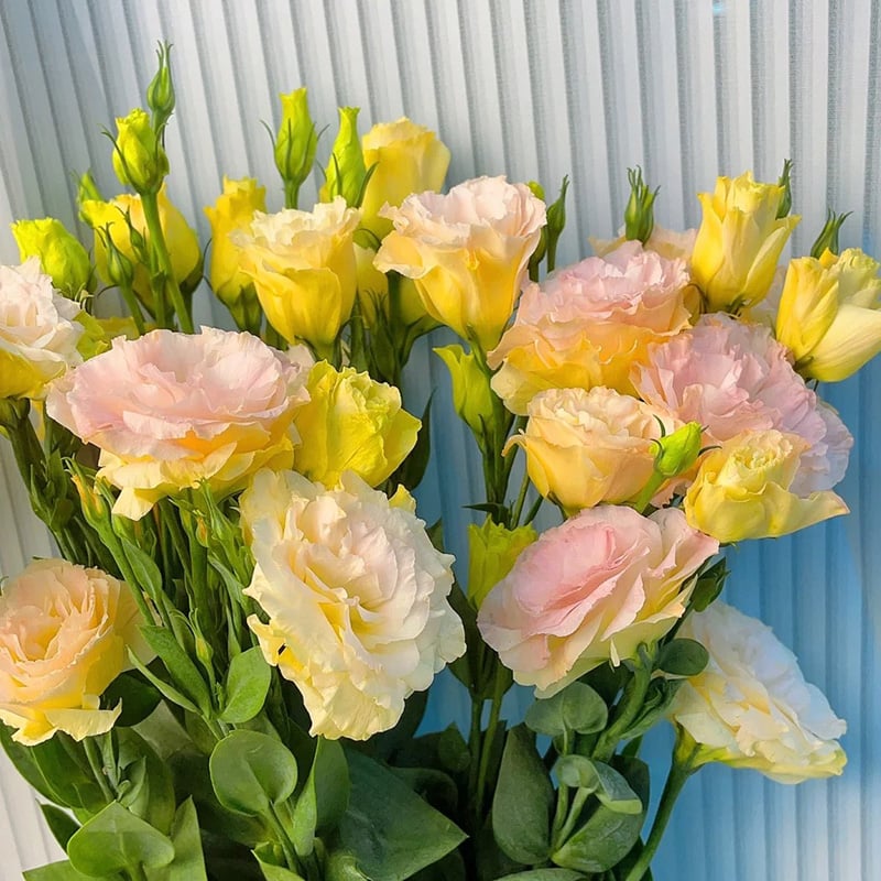 🔥Posledný deň predaja💝Eustoma beztŕňová τριαντάφυλλο💐Semená Lisianthus-SK 