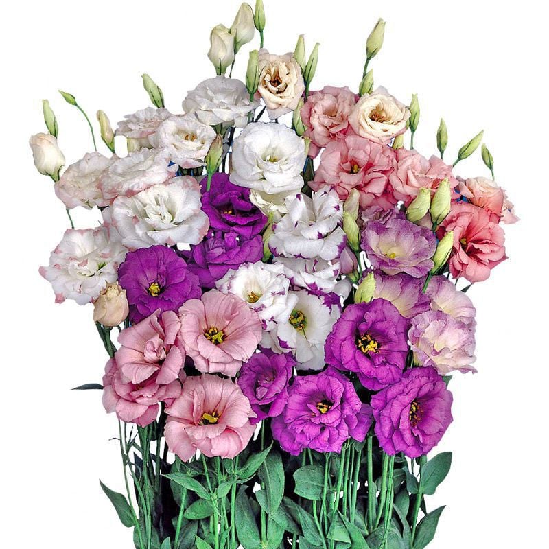 🔥Posledný deň predaja💝Eustoma beztŕňová τριαντάφυλλο💐Semená Lisianthus-SK 