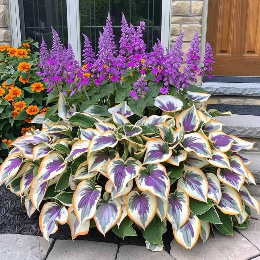 🎁Ειδική Προσφορά 2025🍃Σπάνιοι Σπόροι Hosta🌿-GR 