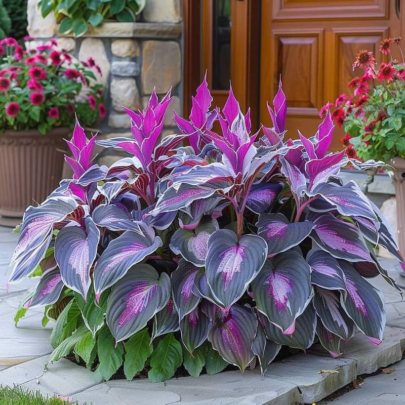 🎁Ειδική Προσφορά 2025🍃Σπάνιοι Σπόροι Hosta🌿-GR 