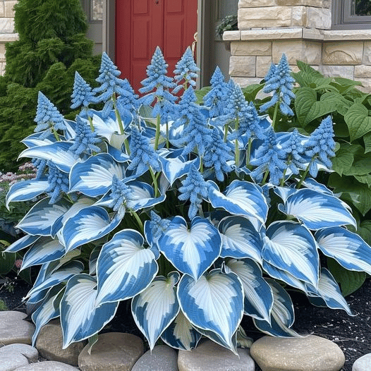 🎁Ειδική Προσφορά 2025🍃Σπάνιοι Σπόροι Hosta🌿-GR 
