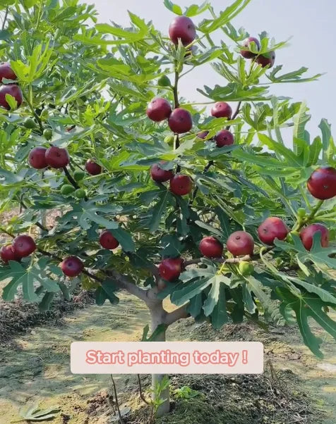 🍑Σπόροι Σύκου Super Giant – Γλυκύτητα Ροδάκινου σε Κατέ Μπουκιά! 🌟-ΓΡ 