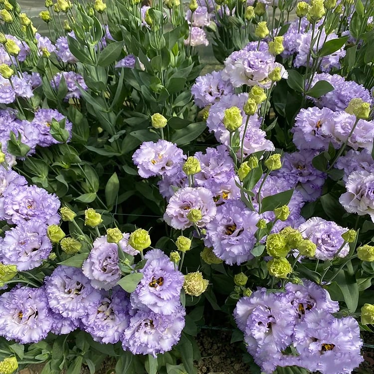 🔥Posledný deň predaja💝Eustoma beztŕňová τριαντάφυλλο💐Semená Lisianthus-SK 
