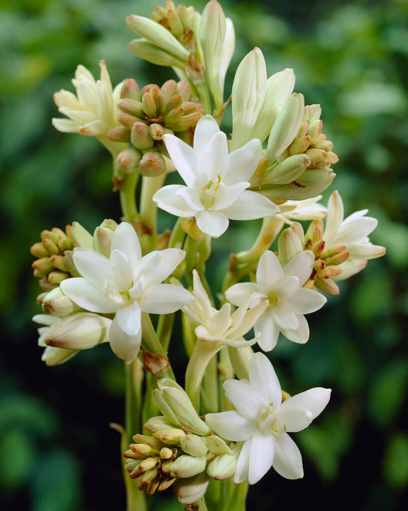 Διπλή Τουμπερόζα 🌸 - Megalo volbọs tửuền-GR 