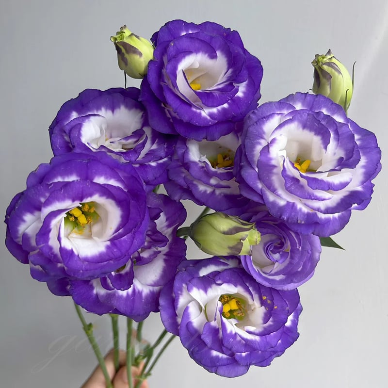 🔥Posledný deň predaja💝Eustoma beztŕňová τριαντάφυλλο💐Semená Lisianthus-SK 