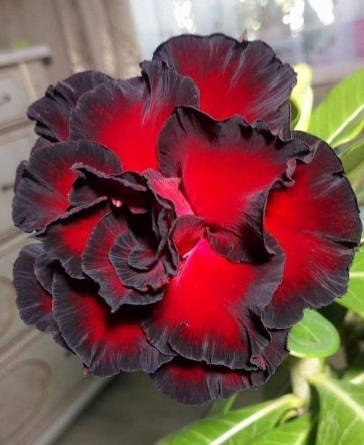 🔥Užauginkite „Desert Queen“ – dabar su nuolaida!🎁 😍Mėgsta žydėti, ilgai žydi 🌵 Dykumos rožė-LT