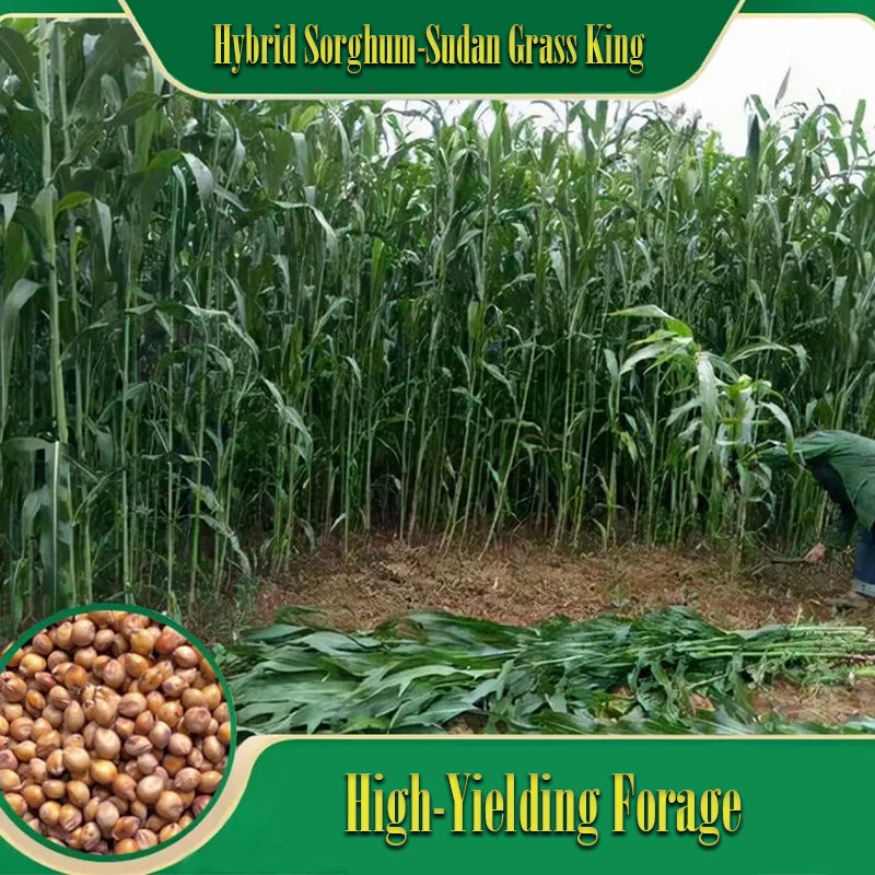 🌿Sorgų ir Sudano žolių hibridinė veislė ✅Didelio derlingumo pašarinės sėklos-LT