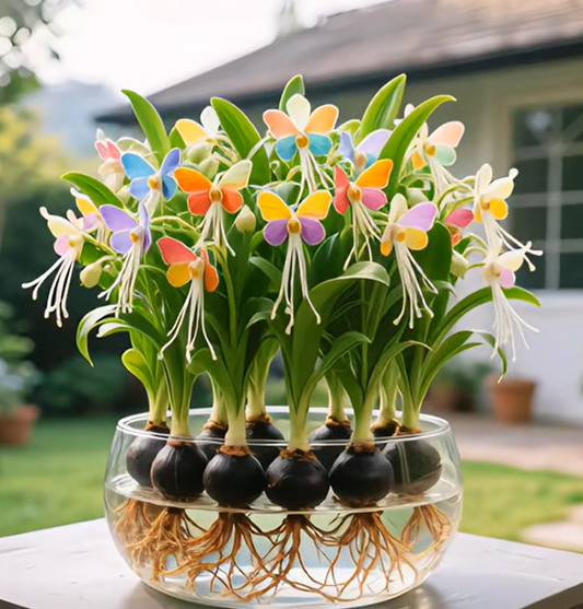 Βολβοί λουλουδιών Phalaenopsis lantern-LT