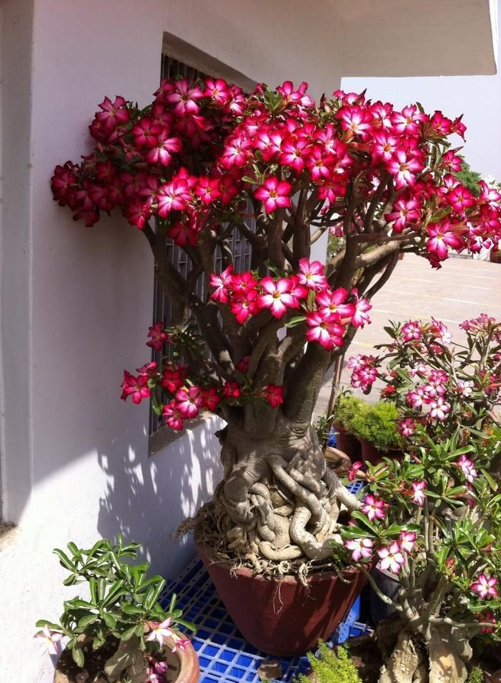 🔥Užauginkite „Desert Queen“ – dabar su nuolaida!🎁 😍Mėgsta žydėti, ilgai žydi 🌵 Dykumos rožė-LT