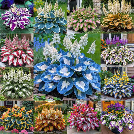 Hardy Beauty: Λουλούδια Hosta που αντέχουν στη σκιά και τον παγετό - LT 