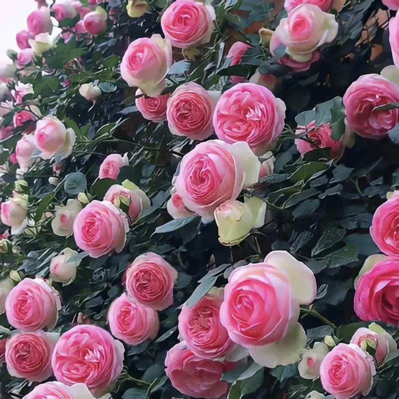 🌺 Αναρριχητικοί σπόροι τριαντάφυλλου-GR 