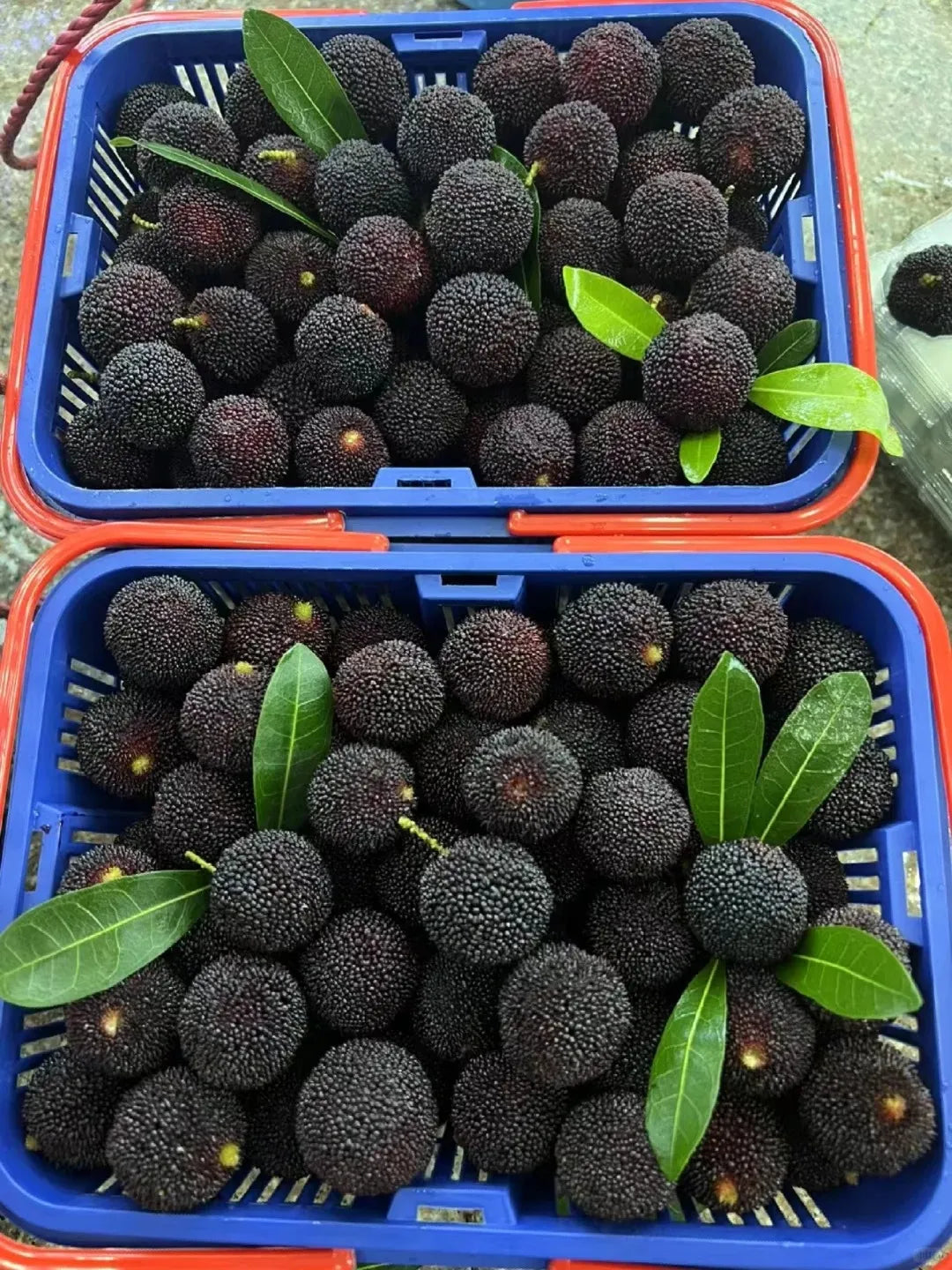 Γιγάντιο Bayberry: Στο μέγεθος μιας μπάλας πινγκ πονγκ, ⭐Μια γεύση από έναν συνδυασμό φραουλών και κερασιών-GR 