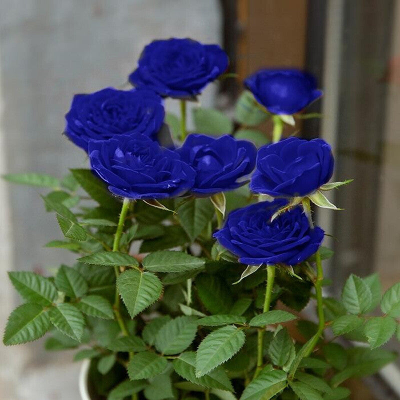 💙ΣΠΟΡΟΙ ΤΡΙΑΝΤΑΦΥΛΛΟΥ ΜΠΛΕ ΜΑΓΙΣΣΑΣ✨-GR 