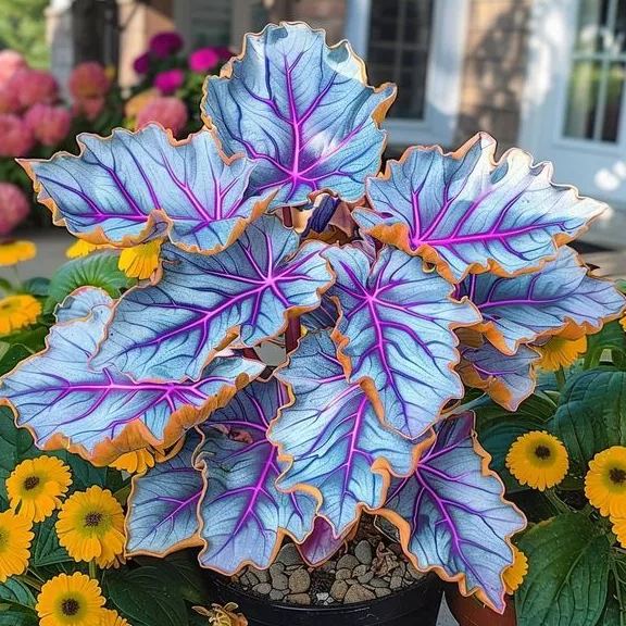 🌿 Spalvingos hostų sėklos – pavėsio karalius sode! 🌿-LT